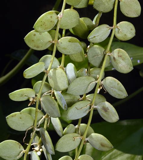 串錢藤風水|福星花園: 串錢藤(百萬心)